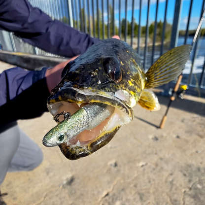 Main Course Jig